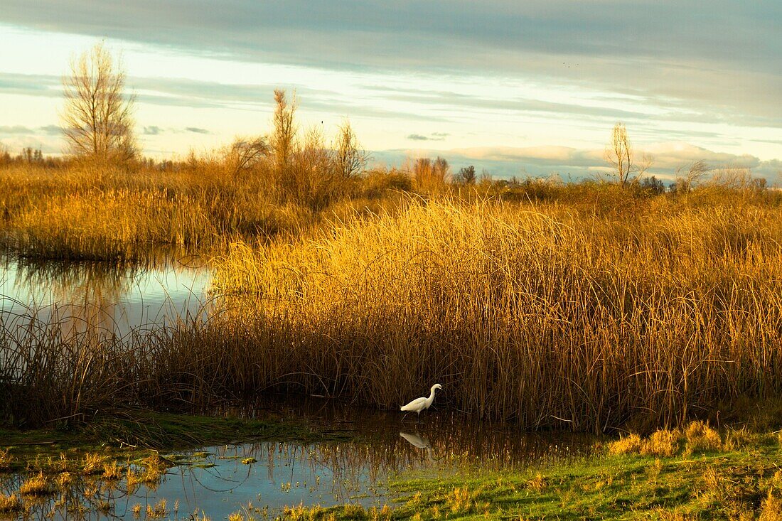 Snowy Egret in the marsh at sunset in Northern California, USA