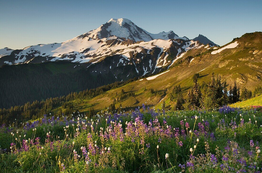 Mount Baker, seen from wildflower meadows on Skyline Divide, Mount Baker Wilderness Washington.
