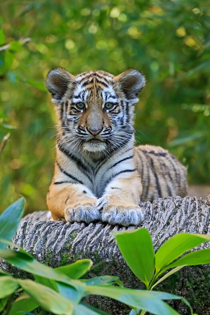 Siberian Tiger, Phantera tigris altaica, young animals (captive)