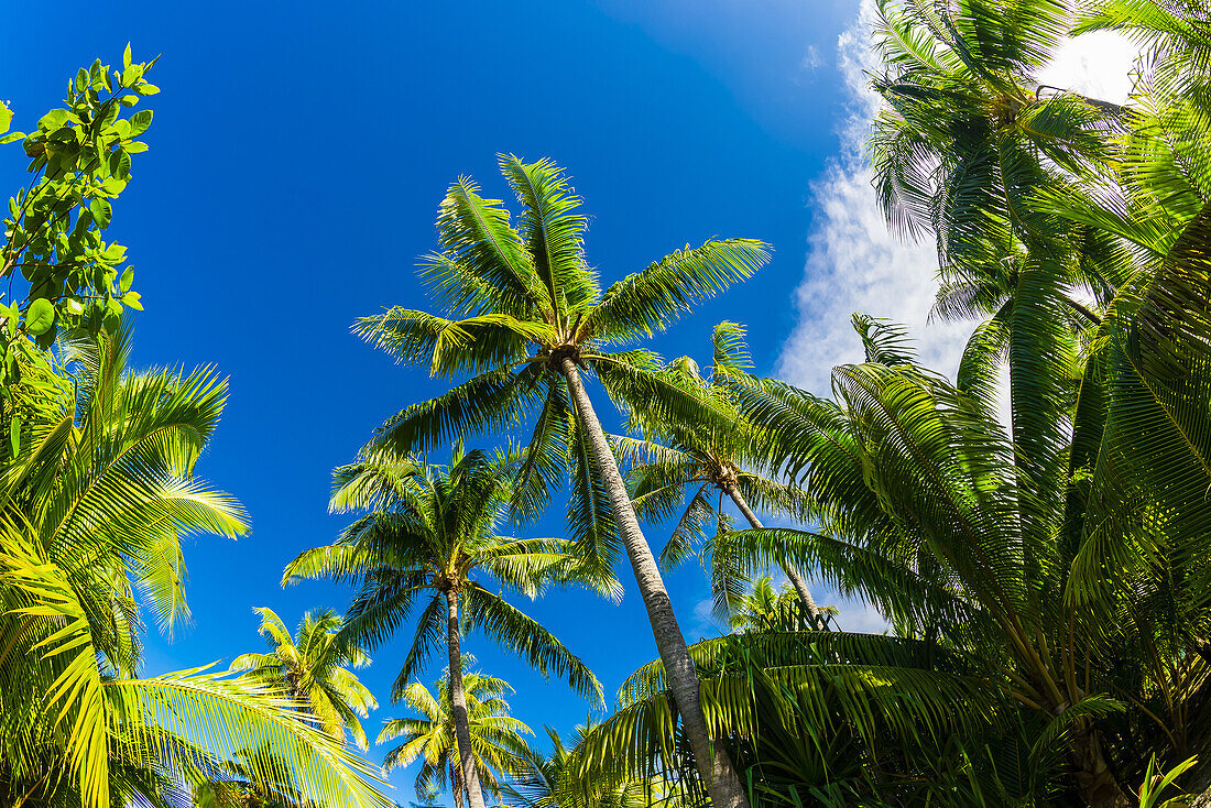 Palm trees, Four Seasons Resort Bora Bora, Motu Tehotu, Bora Bora, French Polynesia.