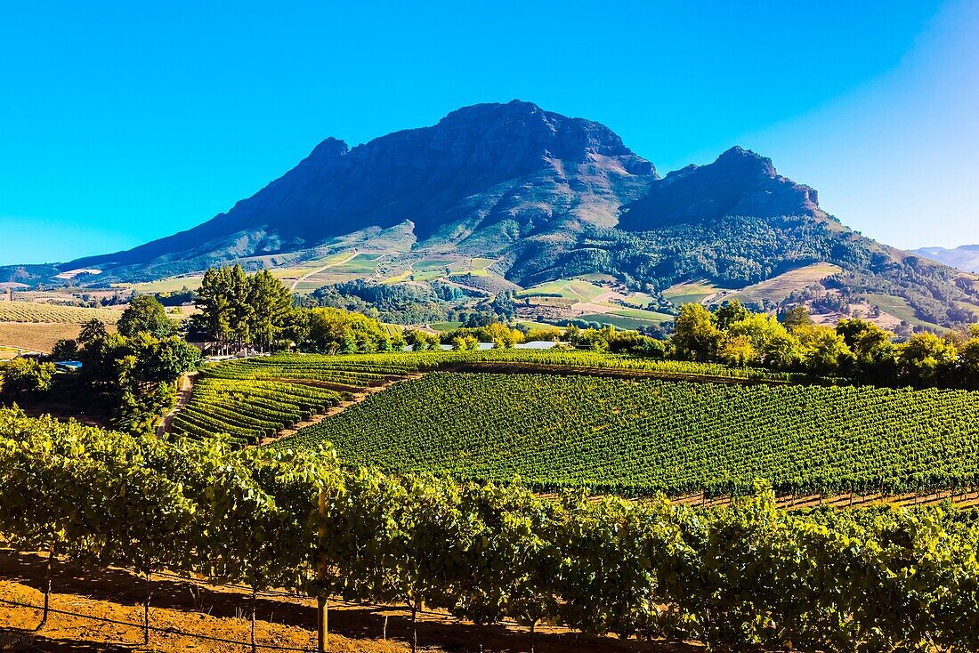 Vineyards, Delaire Graff Wine Estate atop Helshoogte Pass, near Stellenbosch, Cape Winelands (near Cape Town), South Africa.