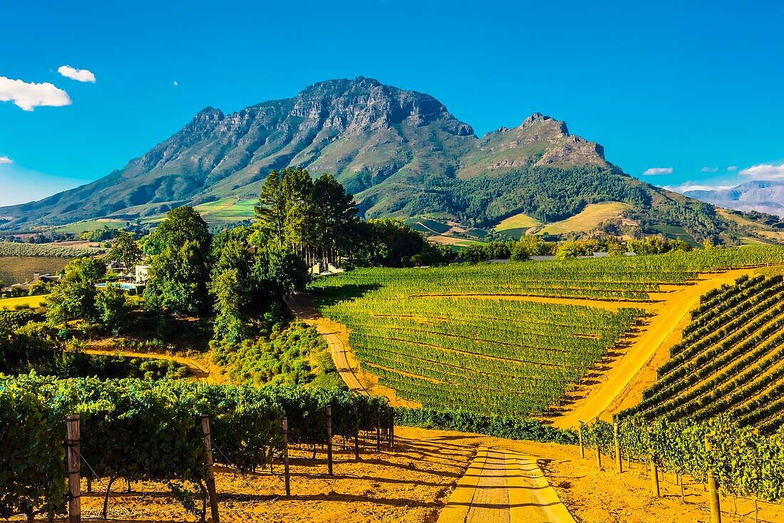 Vineyards, Delaire Graff Wine Estate atop Helshoogte Pass, near Stellenbosch, Cape Winelands (near Cape Town), South Africa.