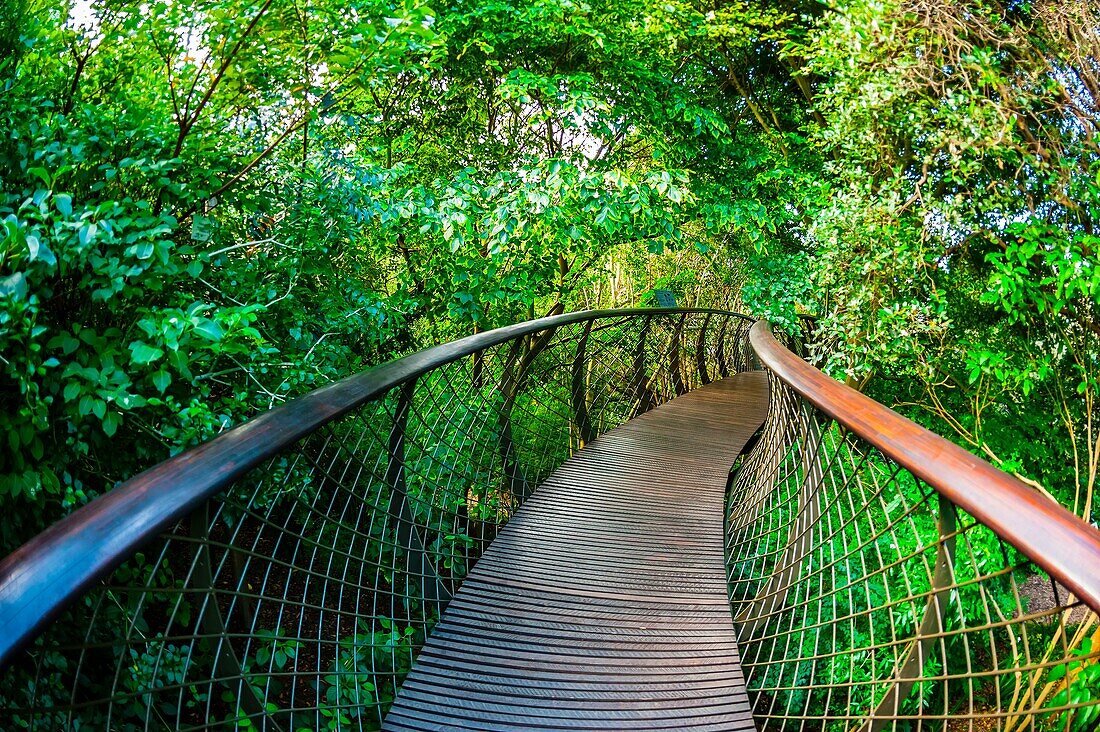 Tree Canopy Walkway, Kirstenbosch National Botanical Garden, Cape Town, South Africa.