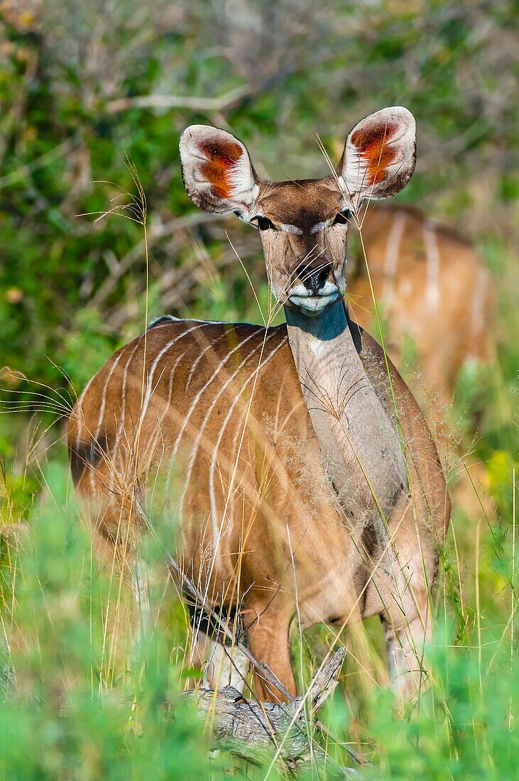 Kudu (antelope), Kwando Concession, Linyanti Marshes, Botswana.