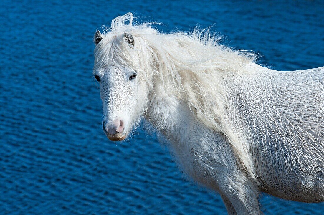 A Welsh pony is seen by a lake on the Mynydd Epynt moorland, Powys, Wales, UK.