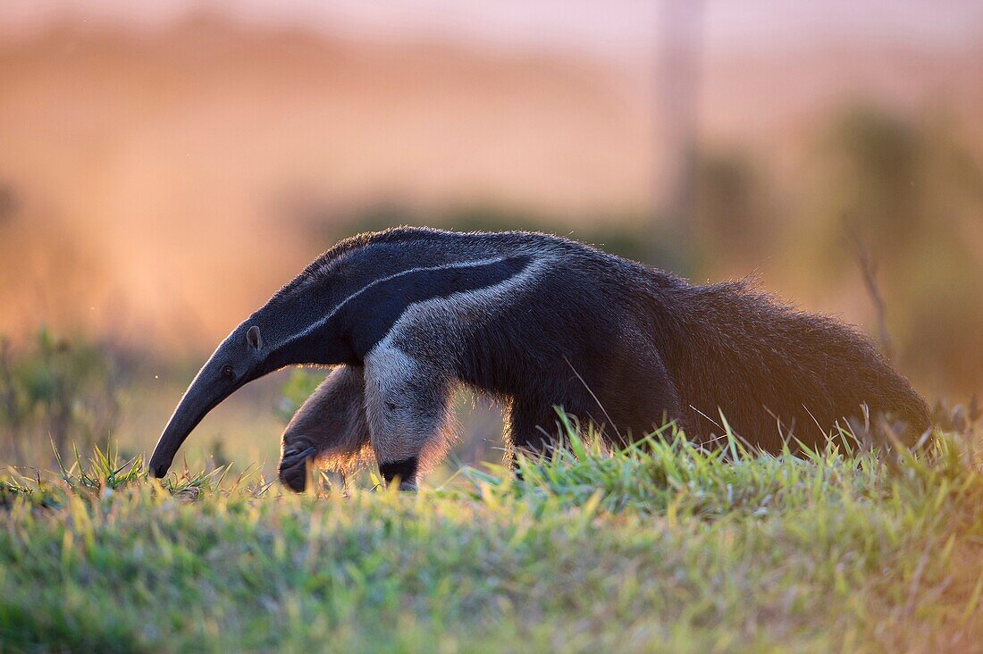 Giant anteater (Myrmecophaga tridactyla), in front of sunset, walking through bush and grassland, Mato Grosso do Sul, Brazil.