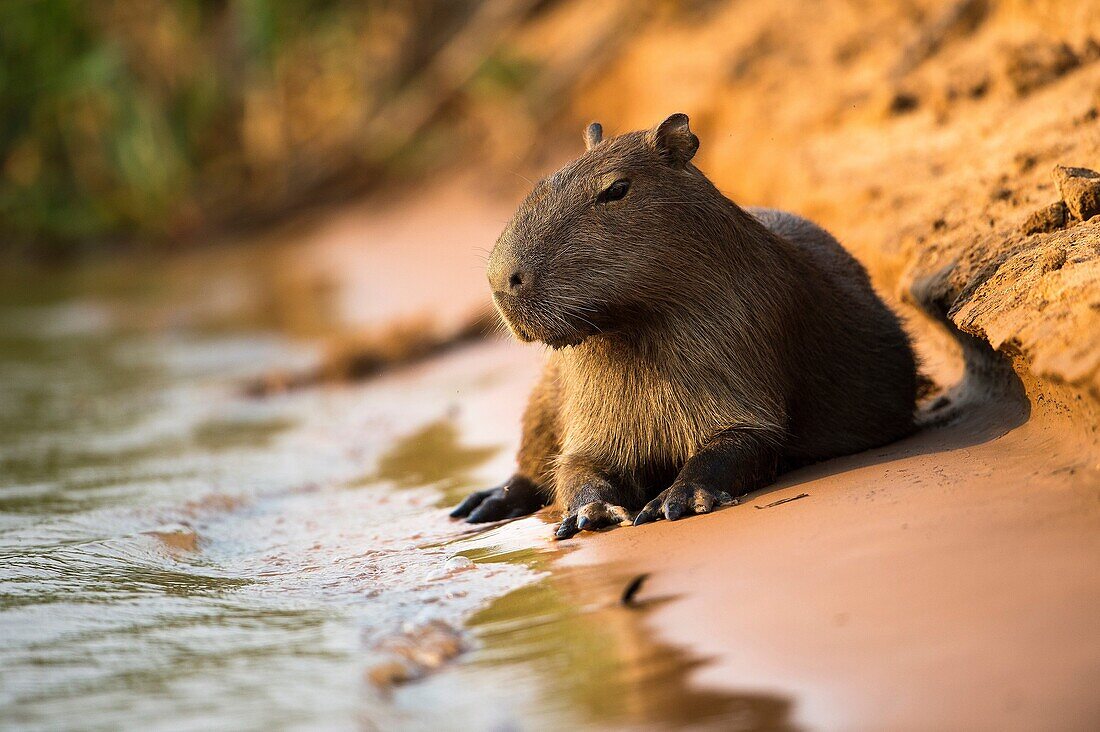 Capybara (Hydrochoerus hydrochoeris), resting on the bank of a river, Pantanal, Mato Grosso, Brazil.