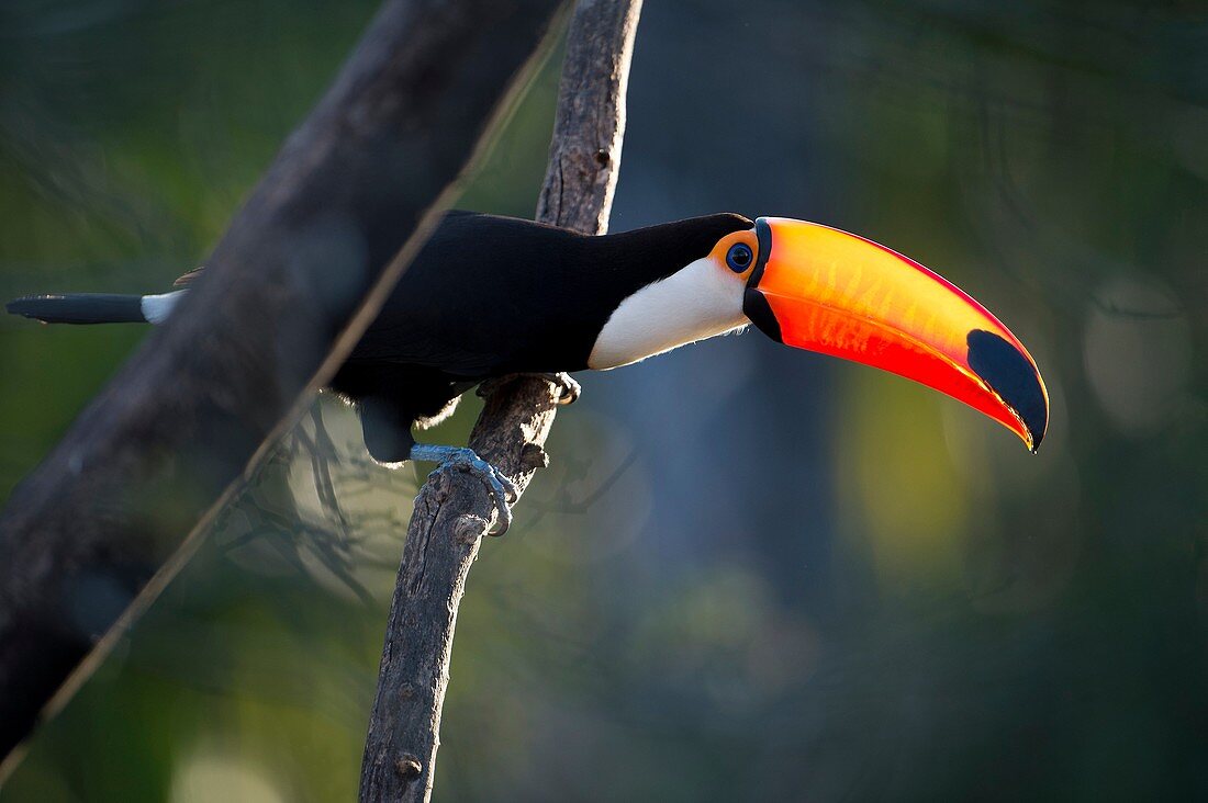 Toso toucan (Ramphastos toco), perching on dead tree, Mato Grosso do Sul, Brazil.