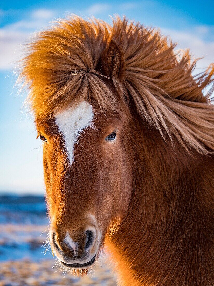 Icelandic Horse.