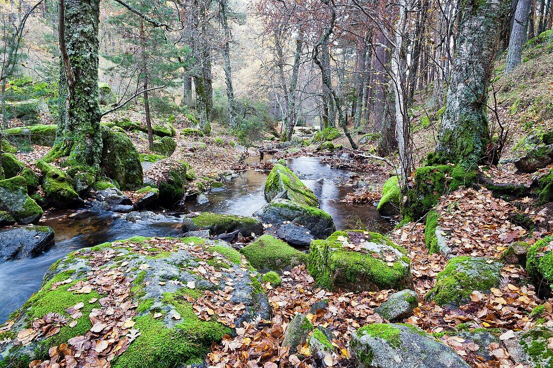 Sestil stream in the Canencia Birch. Sierra de Guadarrama. Madrid. Spain. Europe.