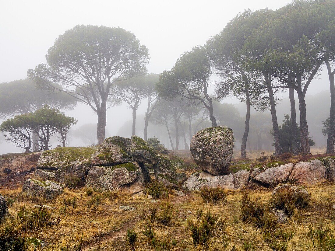 Fog in the pinar. Cadalso de los Vidrios. Madrid. Spain. Europe.