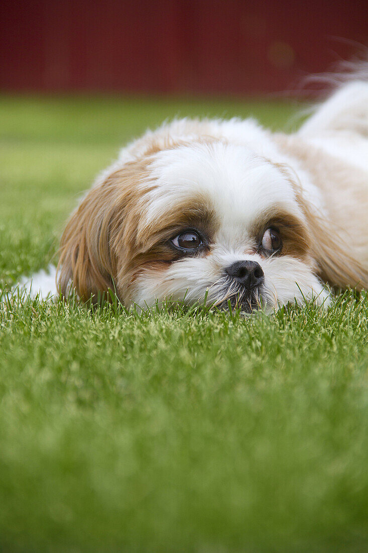 A Maltese Shih Tzu dog outdoors in the grass.