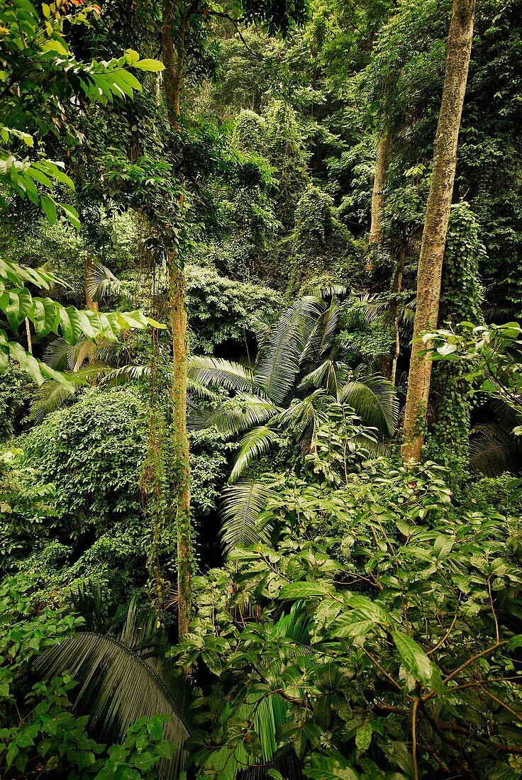 Rainforest of FRIM in Kepong near Kuala Lumpur, Selangor, Malaysia.
