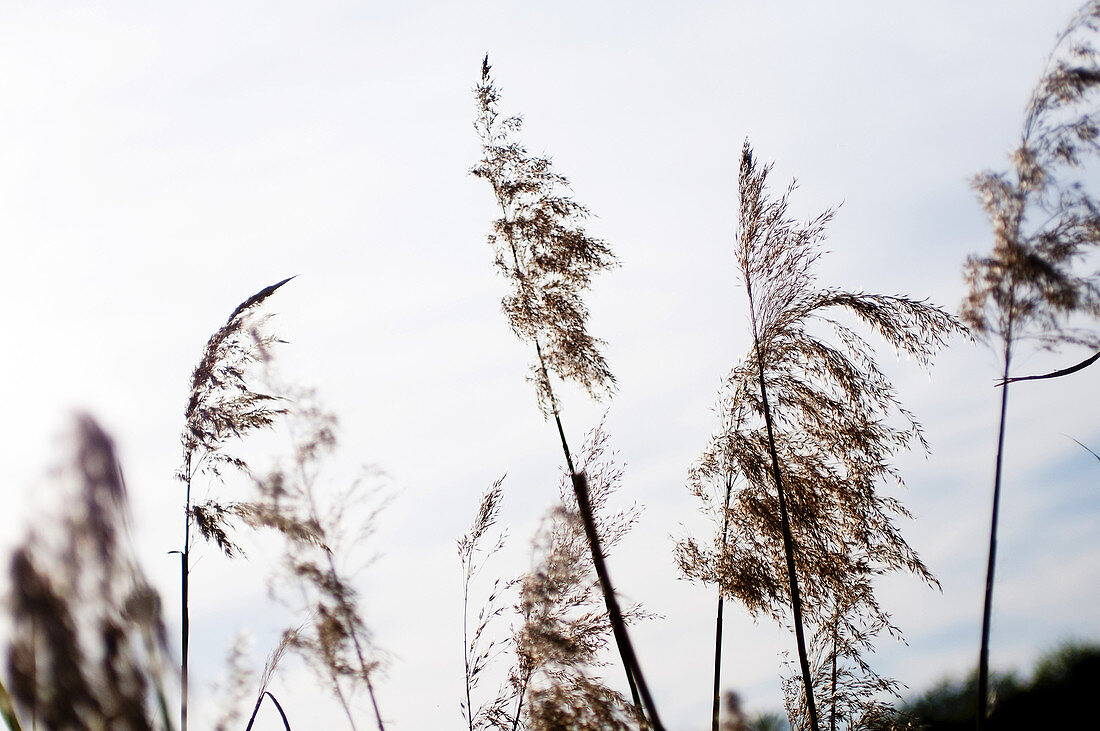 branches in the wind.