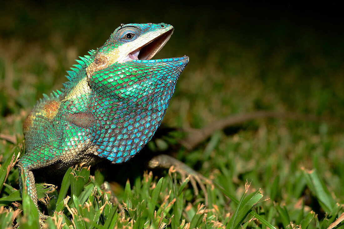 Blue crested lizard (Calotes mystaceus) in Chiang Mai, Thailand.