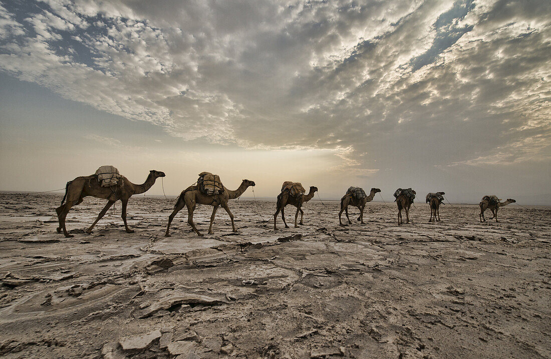 Camel caravans carrying salt through the desert in the Danakil Depression, Ethiopia.
