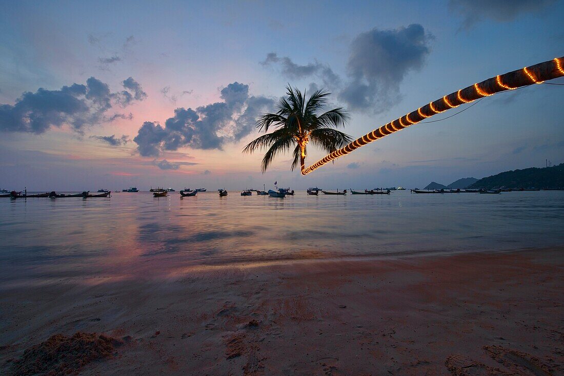leaning coconut tree on Sairee Beach at sunset, Koh Tao, Thailand.