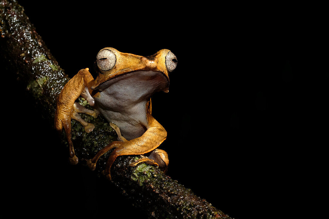Dark-eared tree frog Polypedates macrotis. Image taken at Kubah National Park, Sarawak, Malaysia.