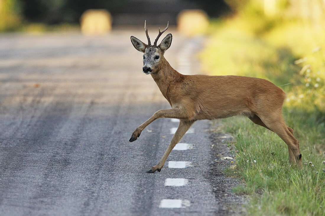 Roe deer buck jumping over road, Botkyrka, Stockholm, Sweden