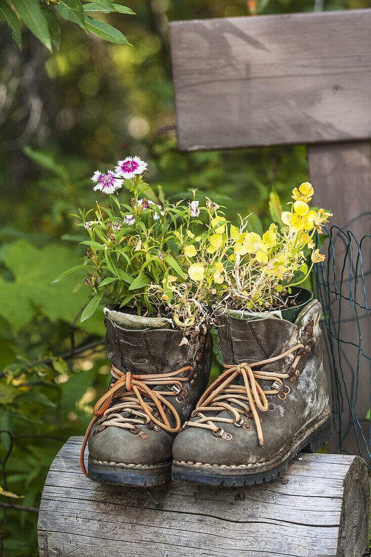 A pair of hiking boots filled with flowers, Canada
