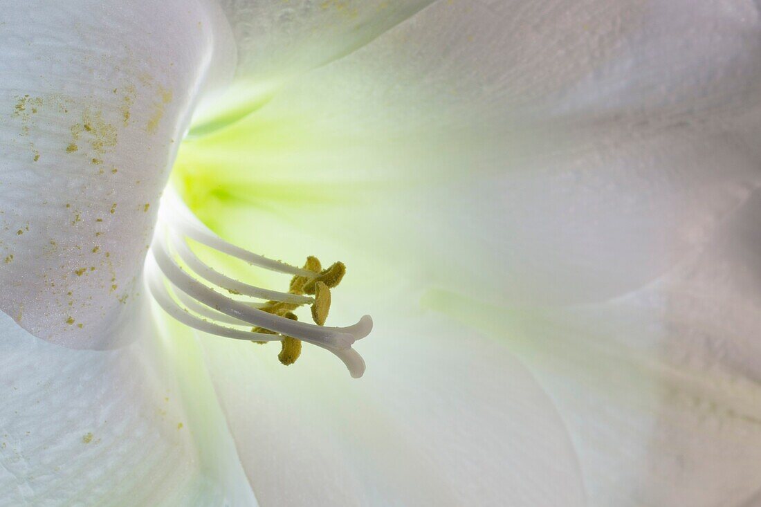 Close up of a white lily (Lilium)