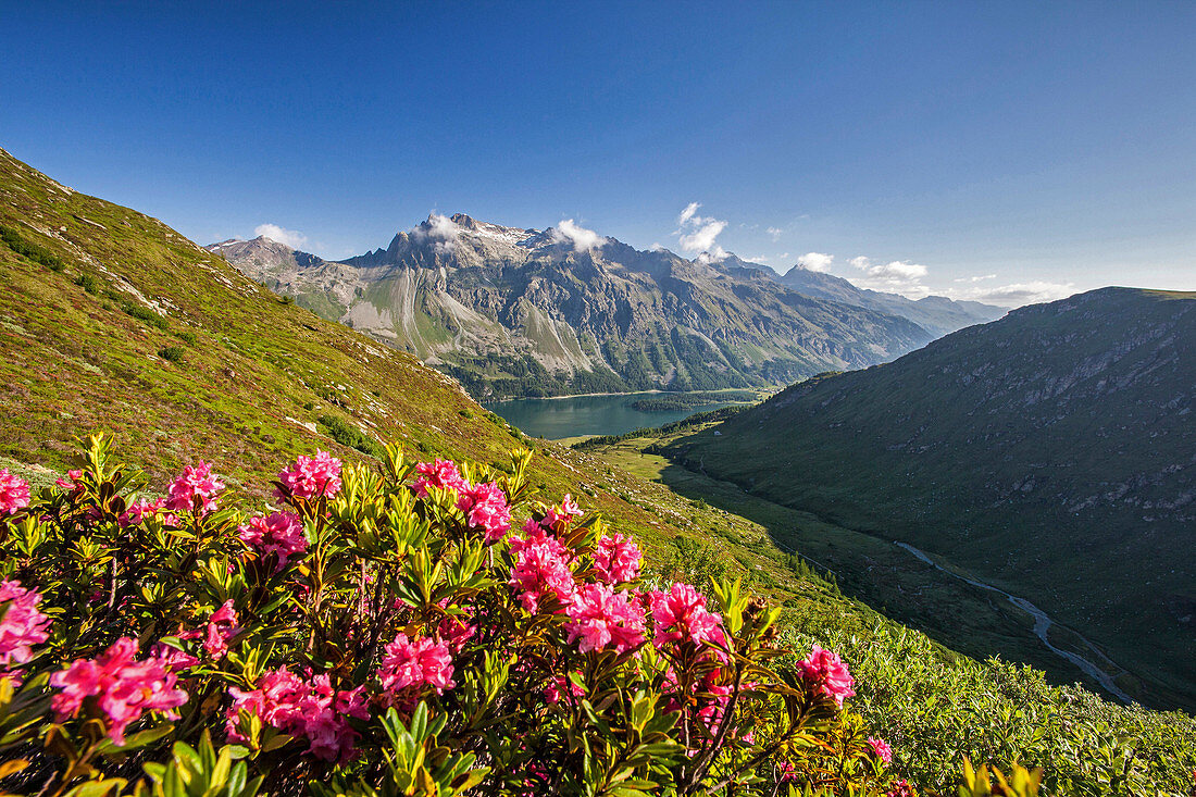Flowering of rhododendrons in the background the blue alpine lake Fedoz Valley Canton of Graubünden Engadine Switzerland Europe.