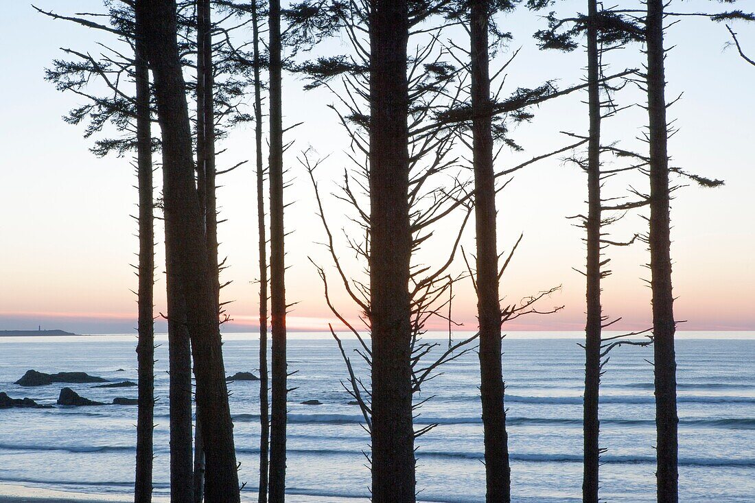 A stand of timber frames sunset at Ruby Beach on the Olympic Peninsula in Olympic National Park.