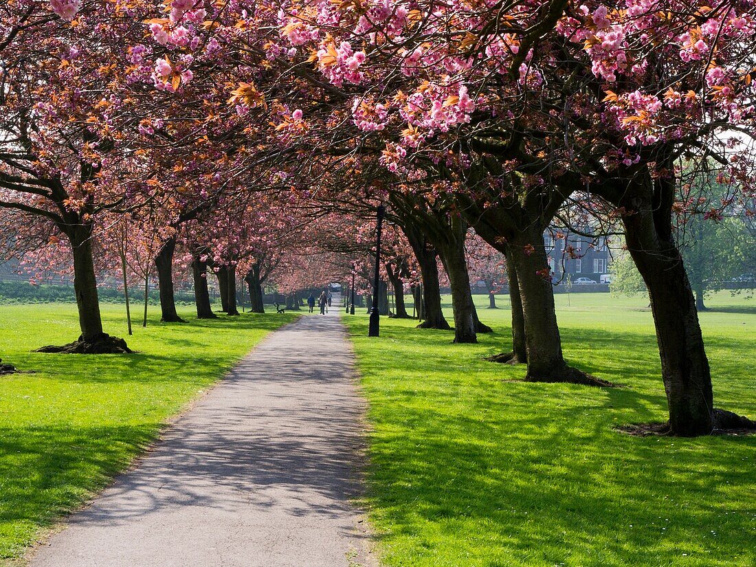 Cherry Blossom on The Stray in Spring Harrogate North Yorkshire England.
