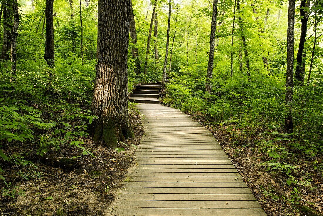 board walk through Big Woods State Park.