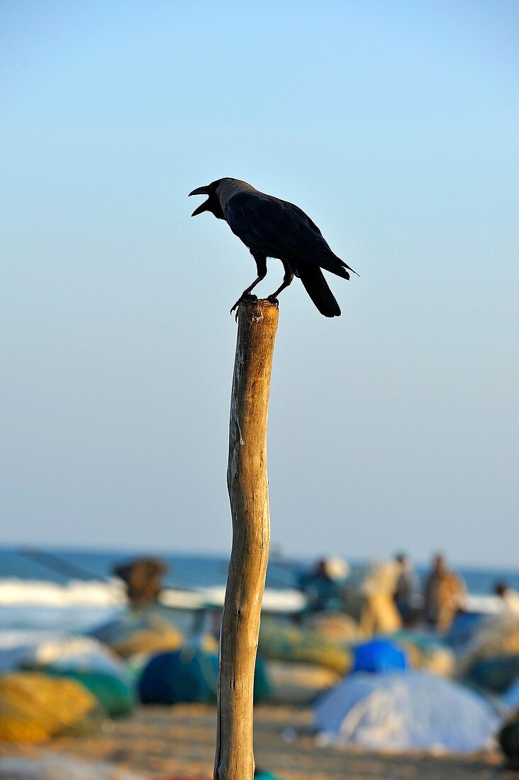 Marina Beach, Baie of Bengal, Chennai Madras, Coromandel Coast, Tamil Nadu state, South India, Asia.