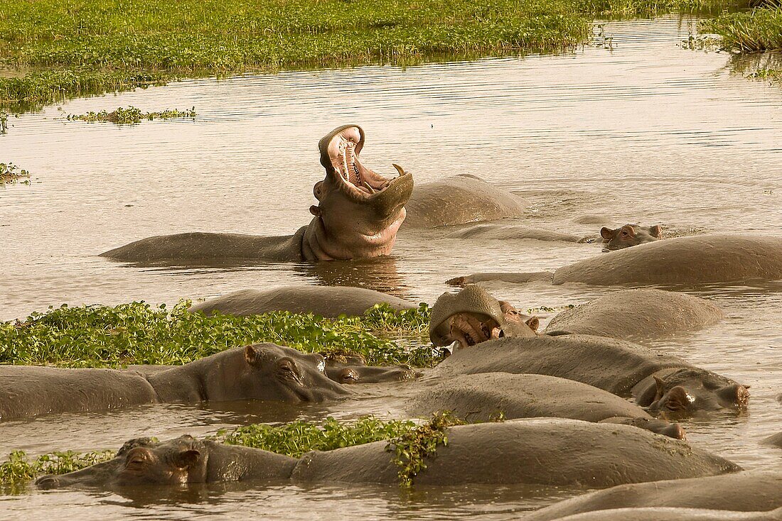Hippopotamus amphibious. Hippopotamus. Ngorongoro conservation area. Tanzania. Africa.