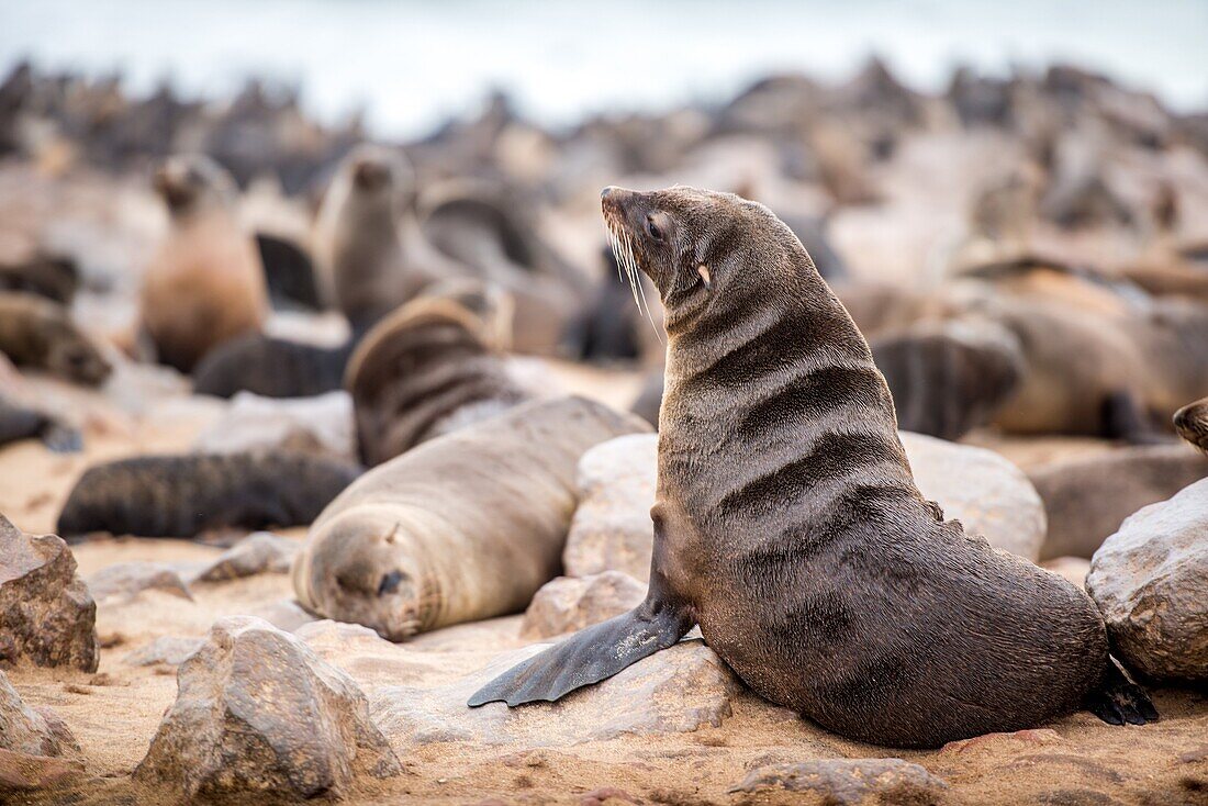 Cape Cross, Namibia, Africa - Cape Fur Seals (pinnipedia) on the Seal reserve of the Skeleton Coast.