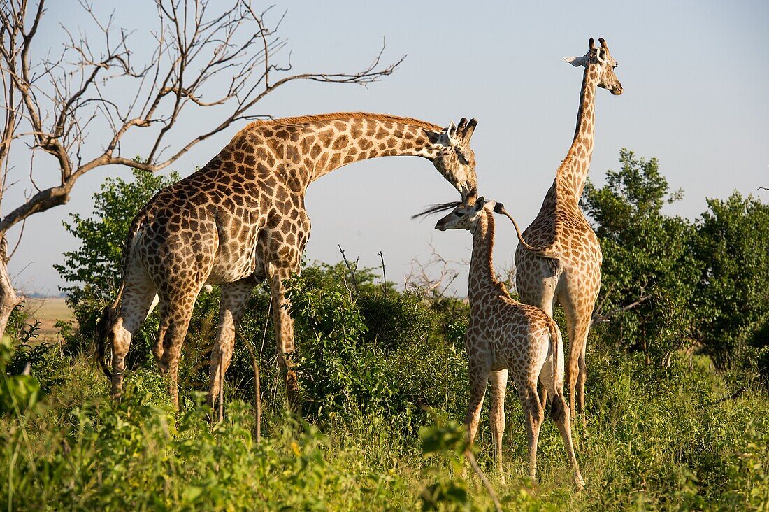 Botswana, Africa - A family of Giraffe´s (Giraffa camelopardalis) in the wild.