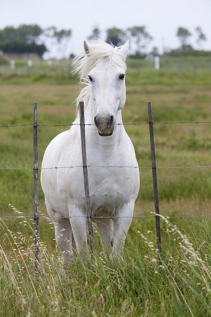 white horse, camargue, provence, france, europe.