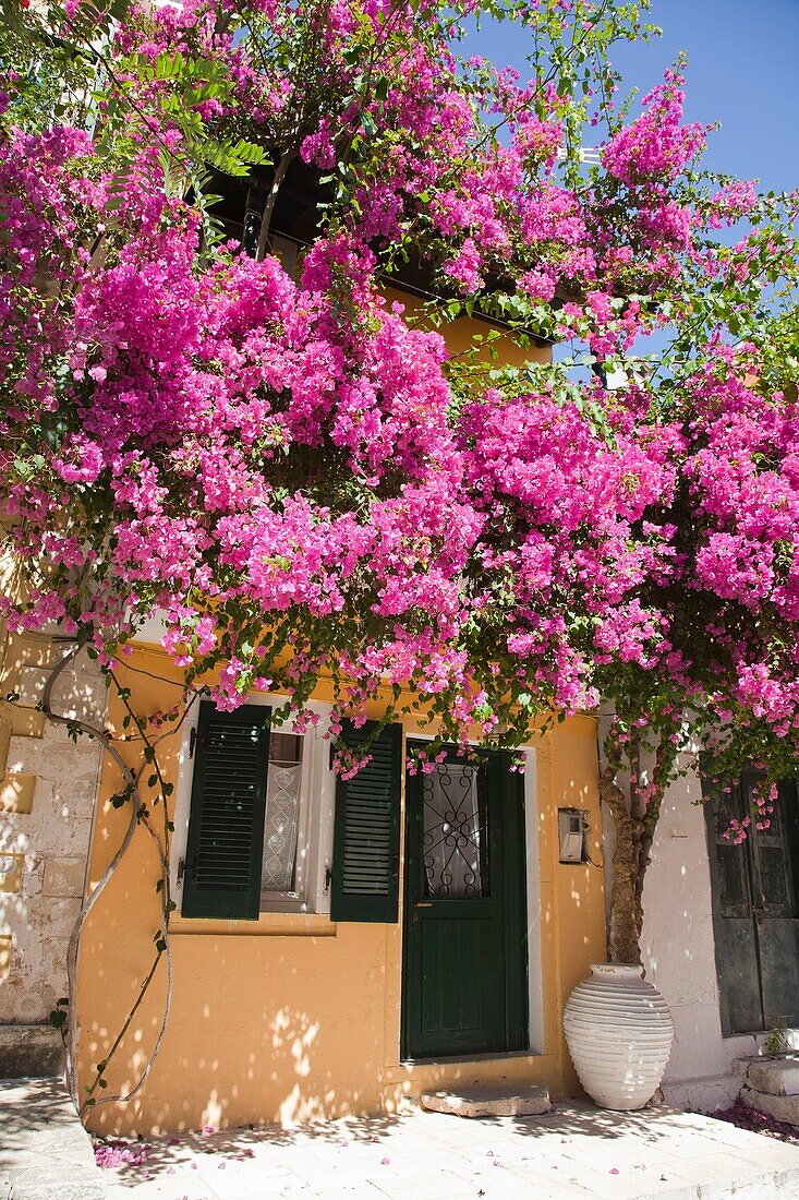 House and bouganville, Longos village, Ionian Islands, Paxi island, Greece, Europe.