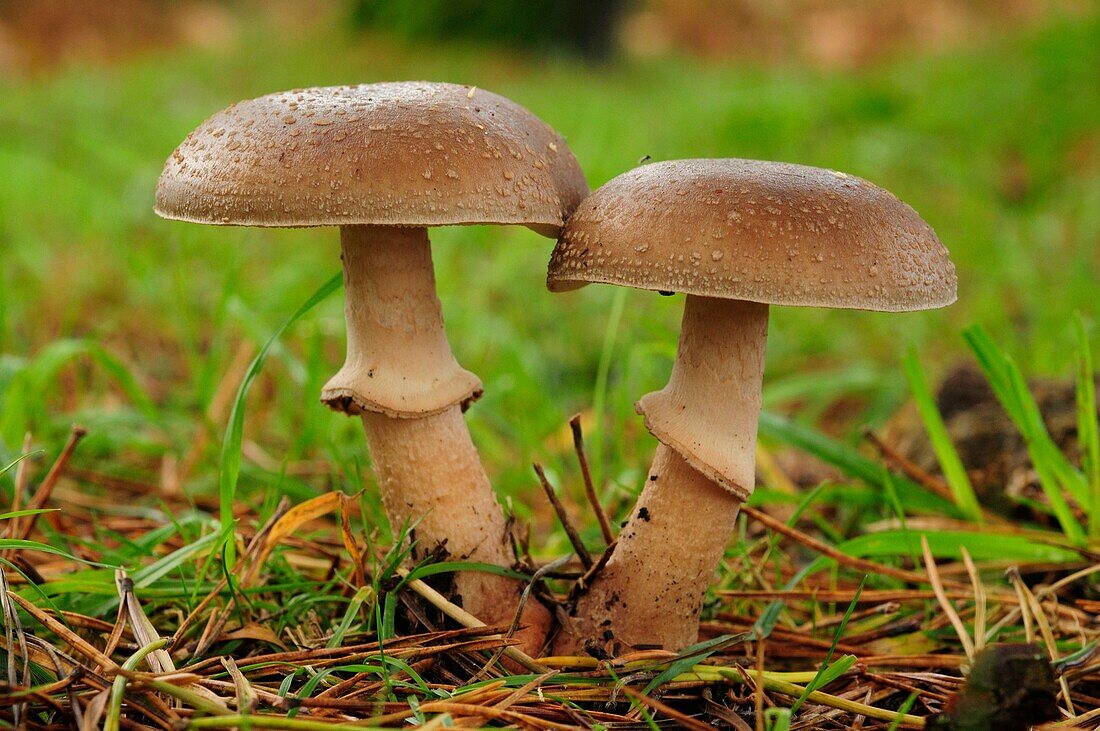 Blusher (Amanita rubescens).