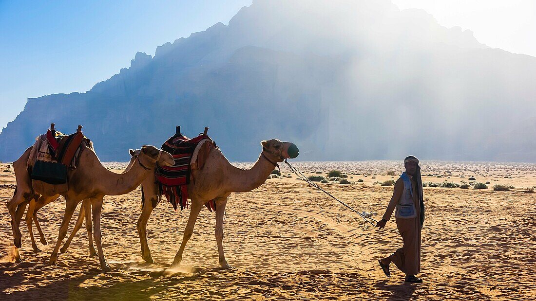 Camels, Arabian Desert, Wadi Rum, Jordan.