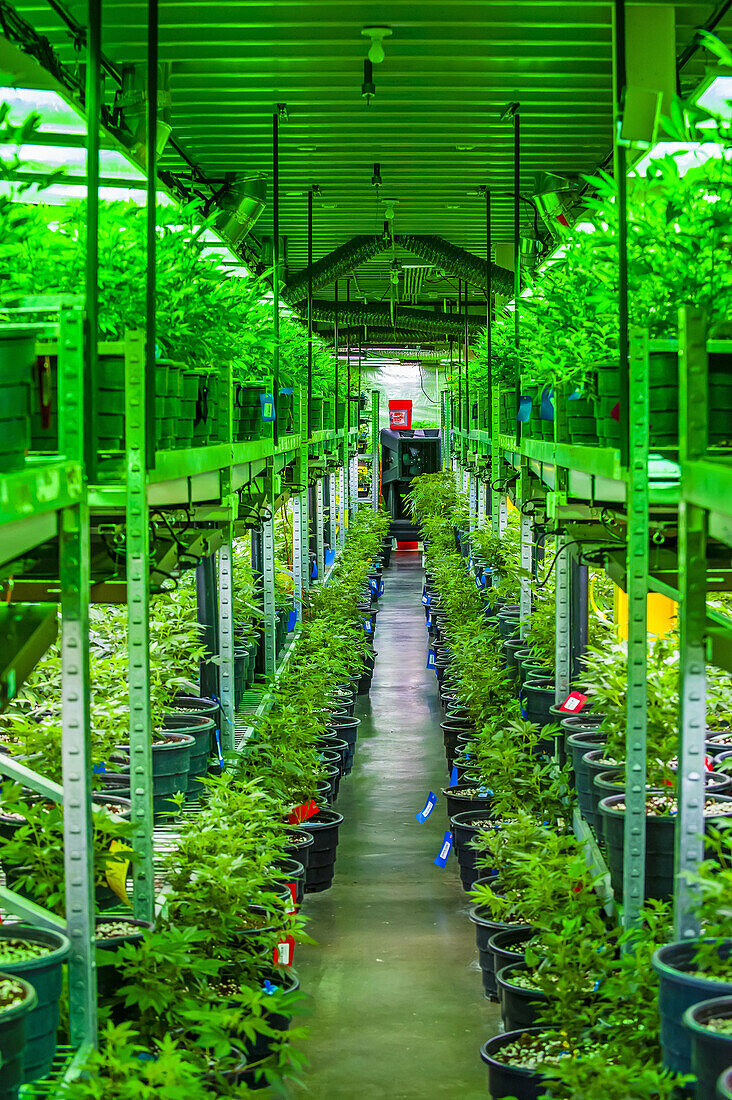 The Green Mile is a 150 foot long room where pot plants are kept in their vegetative stage. The plants receive 18-24 hours of light per day. The plants are in a growing stage, not flowering. Clippings are taken to create the next generation of plants. Med