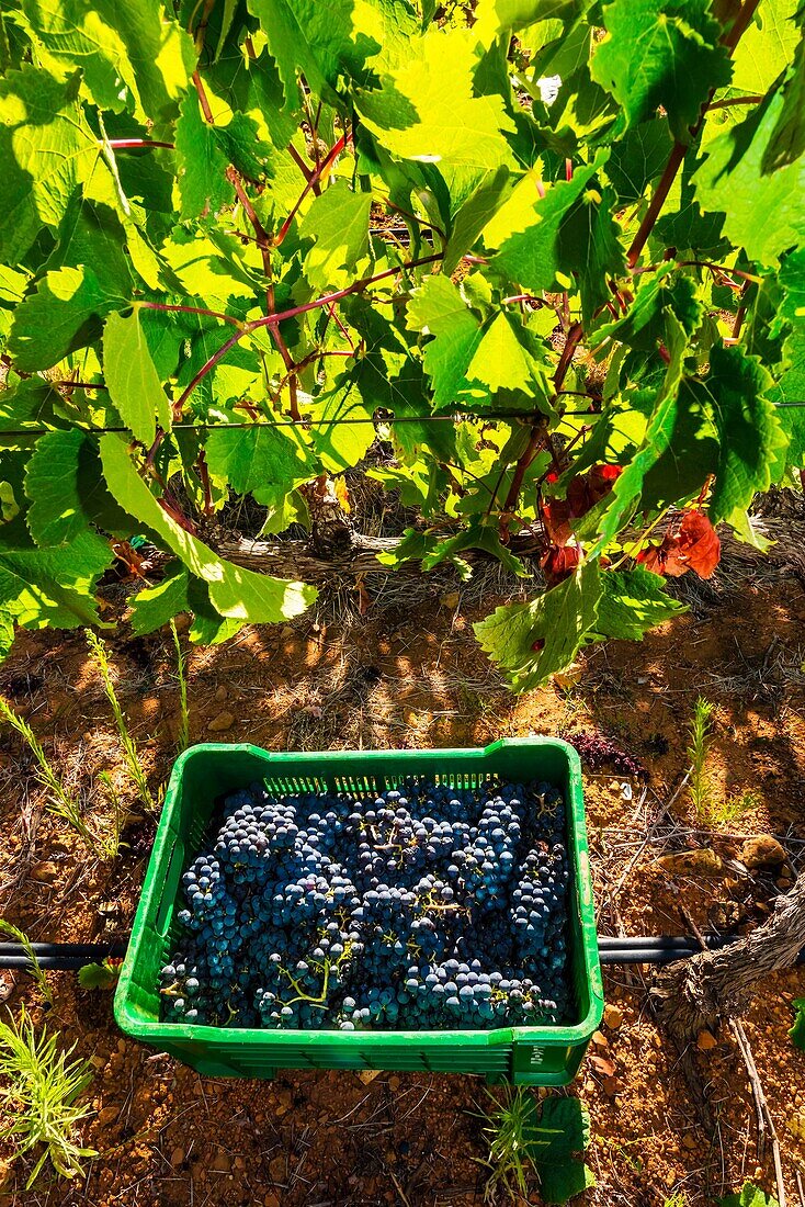 Just picked Merlot grapes, during the wine harvest at Delaire Graff Wine Estate atop Helshoogte Pass, near Stellenbosch, Cape Winelands (near Cape Town), South Africa.