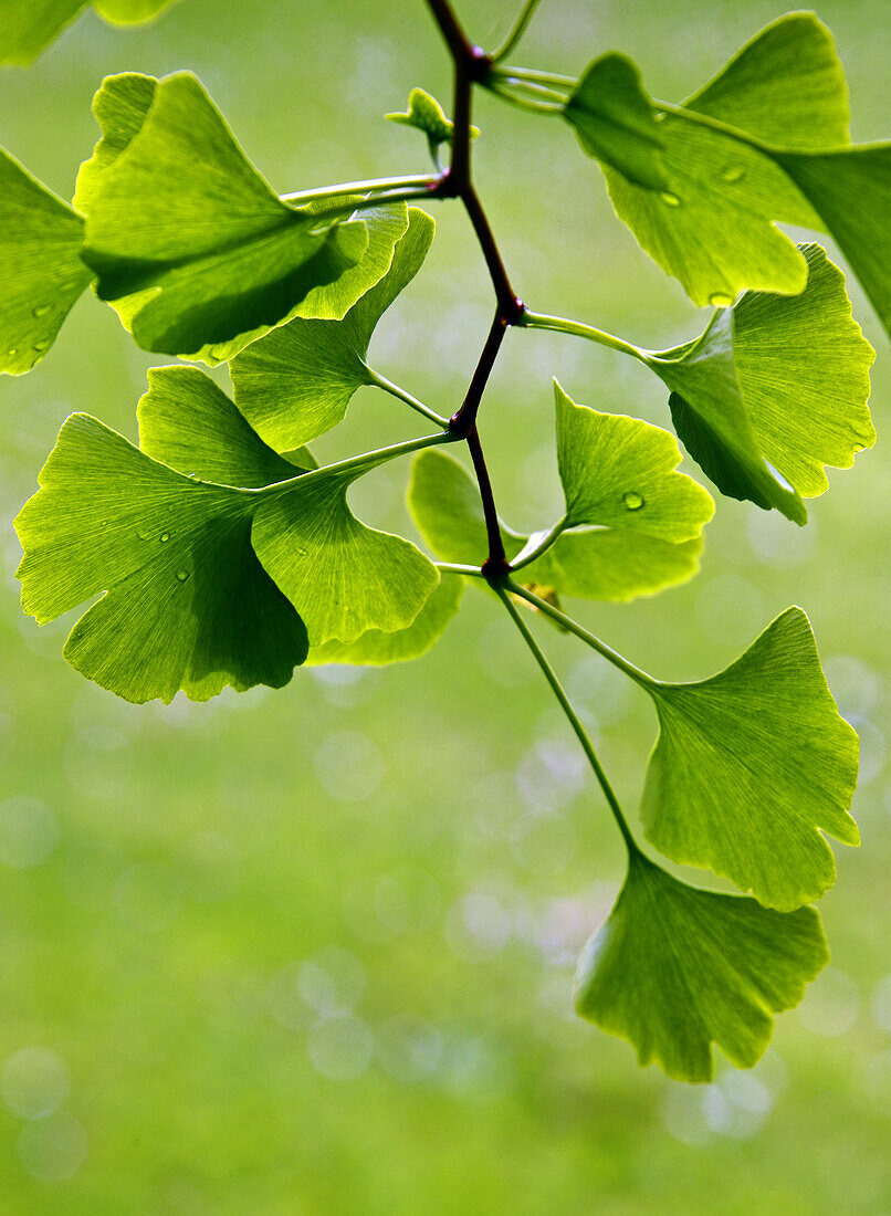 young leaves of Ginkgo Biloba, backlit, park in Geneva, Switzerland, Europe