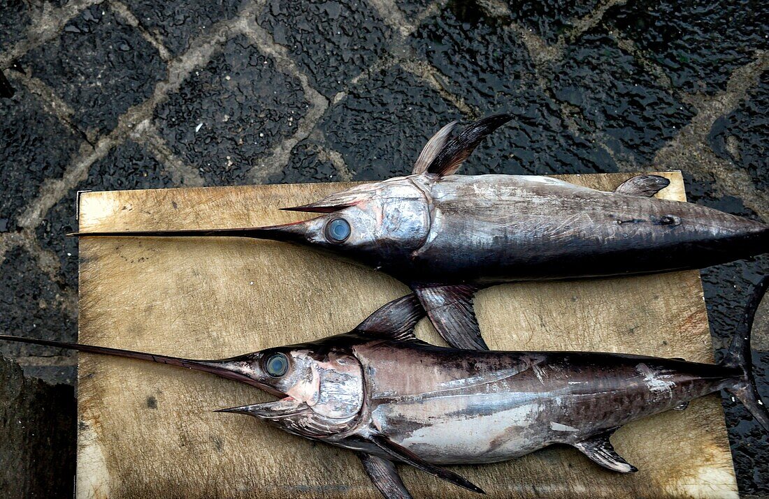 two dead swordfishes laying at wooden table before slicing into pieces, fish market in Catania, Sicily, Italy, Europe.