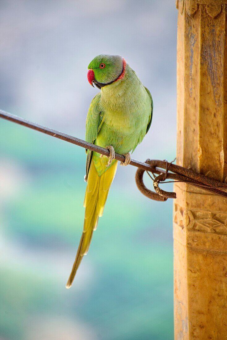 Parakeet resting at a wire attached to ond of the columns of Bundi Palace.