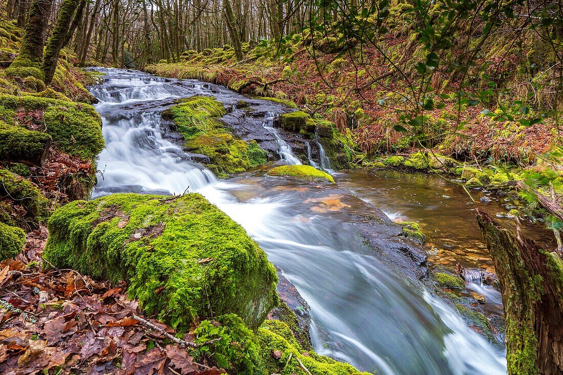 Venford Brook, Dart Valley Nature Reserve, Dartmoor National Park, Holnd, Devon, England, United Kingdom, Europe.
