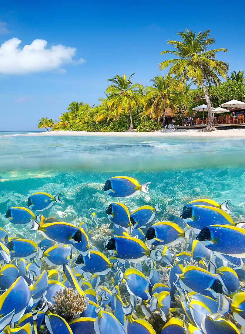 Half underwater view with school of fishe, Maldives, Ari Atol, Indian Ocean.