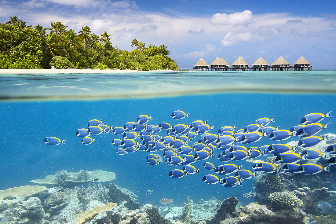 Half underwater view with school of fish, Maldives, Ari Atol, Indian Ocean.