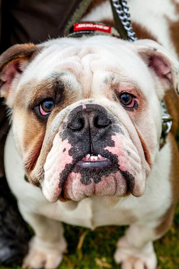 Aggressive Dog, High Hurstwood, Sussex, UK.