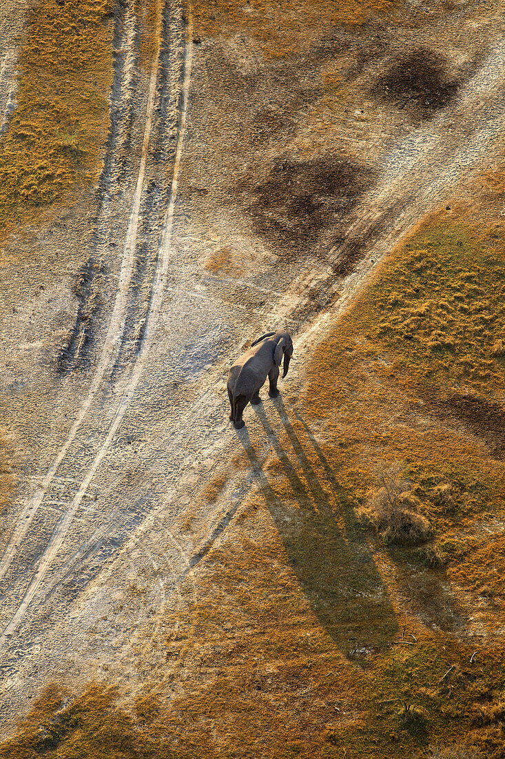 African Elephant (Loxodonta africana). Aerial View of the Okawango Delta, Botswana.