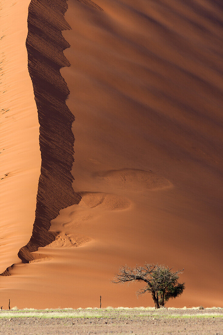 Camelthorn tree (Acacia erioloba), and the sand dune at the botton, Namib-Naukluft National Park, Namib desert, Namibia.