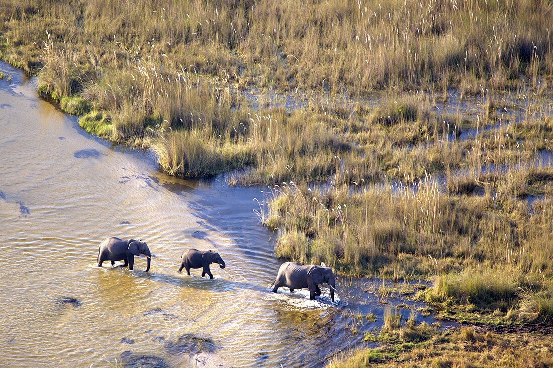 African Elephant (Loxodonta africana). Aerial View of the Okawango Delta, Botswana.