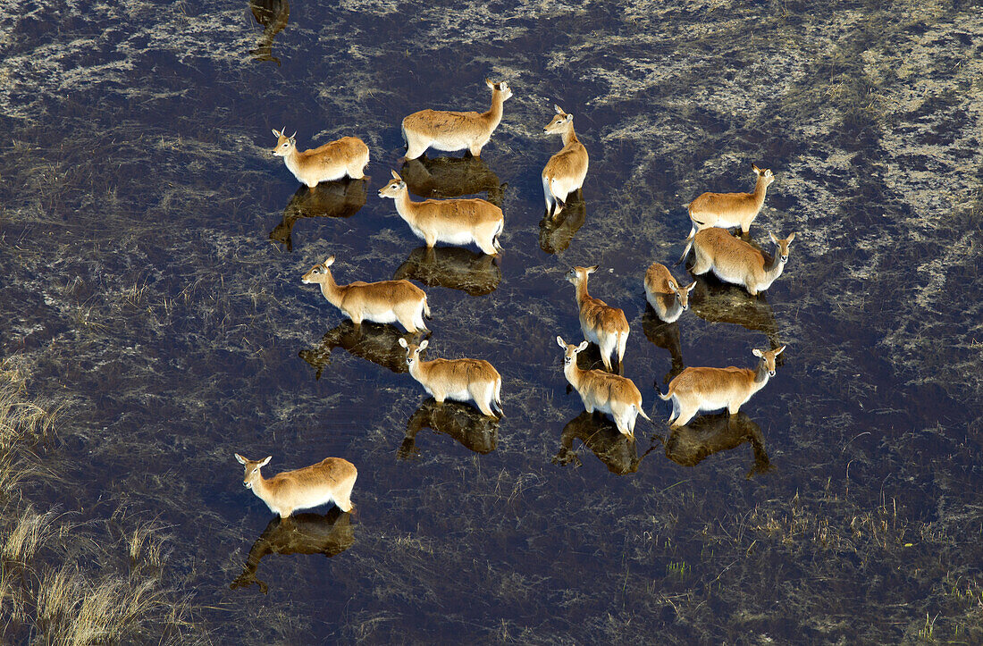 Red Lechwes group (Kobus leche), in the water. Aerial View of the Okawango Delta, Botswana. The vast inland delta is formed from the Okavango River. This flows into the Delta, creating a beautiful mosaic of water channels, grasslands, forests and lagoons.